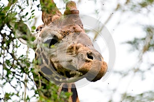 A close-up shot of giraffe`s head