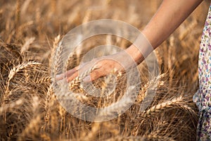 Close-up shot of girl`s hand touching ripe spikelets