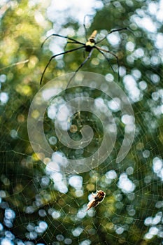 A close up shot of golden orb weaver spider approaching a bee stuck on its web. Nephila pilipes ,northern golden orb weaver or