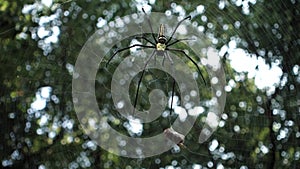 A close up shot of golden orb weaver spider approaching a bee stuck on its web. Nephila pilipes ,northern golden orb weaver or