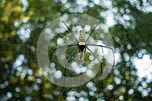 A close up shot of golden orb weaver spider eating a bee stuck on its web. Nephila pilipes ,northern golden orb weaver or giant