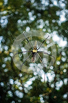 A close up shot of golden orb weaver spider eating a bee stuck on its web. Nephila pilipes ,northern golden orb weaver or giant