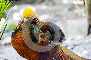 Close-up shot of a golden pheasant bird (Chrysolophus pictus) with a colorful plumage