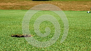 Close up shot of golf putt on beautiful golf course