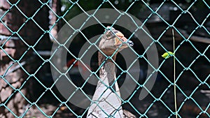 Close up shot of goose behind fence