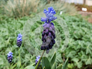 Close-up shot of gorgeous grape hyacinth Muscari latifolium buds displaying two different kinds of flowers. At the top are the