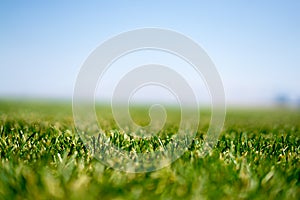Close up shot of the grass