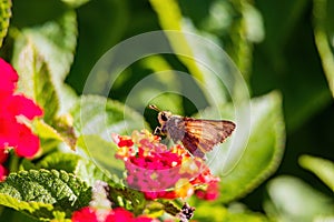 Close up shot of Grass skippers butterfly