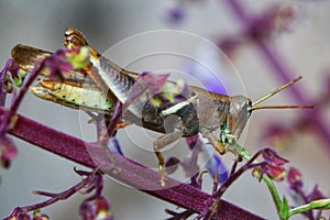 Close-up shot of a grasshopper eating a plant or vine