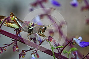 Close-up shot of a grasshopper eating a plant or vine