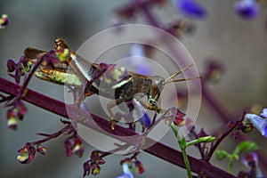 Close-up shot of a grasshopper eating a plant or vine