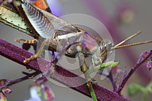 Close-up shot of a grasshopper eating a plant or vine