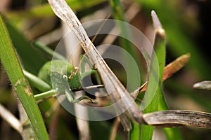 Close up shot of a grasshopper among the grass