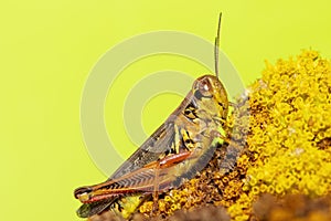 Grasshopper on  a yellow flower with green background