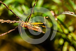 Close up shot grasshopper resting on a grass stem with defocued background and copy space