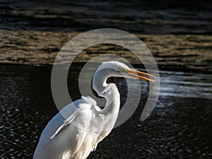 Great or common egret (Ardea alba) with pure white plumage, long neck and yellow bill outdoors