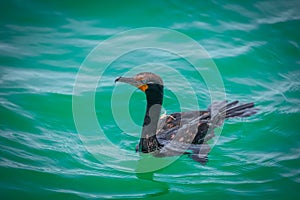 Close up shot of Great Cormorant bird in the lake