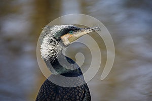 Close up shot of a Great cormorant Phalacrocorax carbo