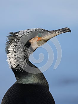 Close up shot of a Great cormorant Phalacrocorax carbo