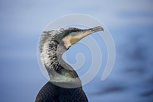 Close up shot of a Great cormorant Phalacrocorax carbo