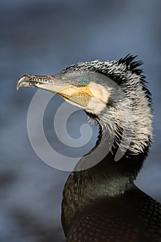 Close up shot of a Great cormorant Phalacrocorax carbo