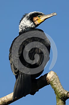 Close up shot of a Great cormorant Phalacrocorax carbo