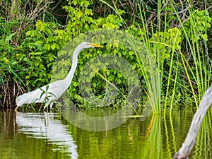 Close up shot of Great egret catching fish in Lake Overholser