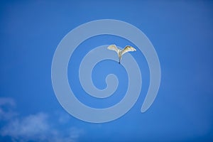 Close-up shot of a Great egret flying with its wide-open wings