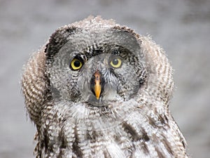 Close up shot of a Great grey owl (Strix nebulosa) staring into the camera on a blurred background