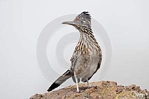 Close-up shot of a Greater Roadrunner standing on a stone photo