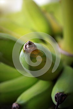 Close up shot with green banana fruit on the banana tree in Thailand.