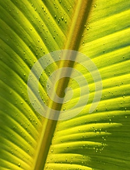 Close-up shot of green banana tree leaves with bright water droplets in the morning.