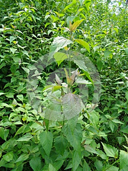 Close up shot green Chromolaena odorata. Weeds green in the nature background. Soil fertility destroyer plants.