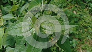 Close up shot green Chromolaena odorata. Weeds green in the nature background. Soil fertility destroyer plants.