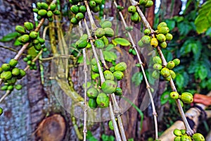 Close up shot of Green coffee fruit hanging on the tree in Kintamani, Bali. Shalow depth of field effect due to usage of large photo