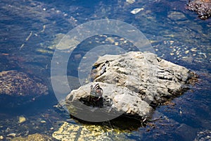 Close-up shot of a green crab on a rock in the water