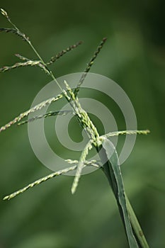 Close-up shot of the green Digitaria ciliaris or Southern crabgrass in the garden.