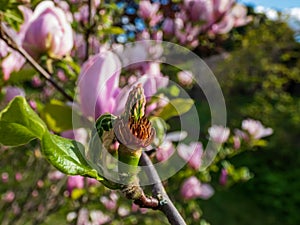 Close up shot of a green fruit of pale-pink flowers of blooming hybrid magnolia Magnolia stellata x Magnolia liliiflora `Georg