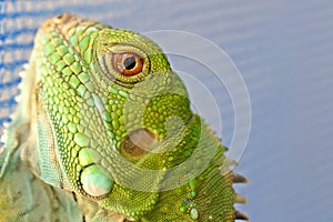 Close up shot of green Iguana