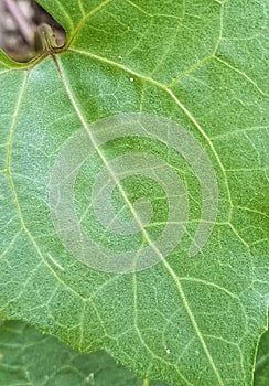 A close-up shot of a green leaf