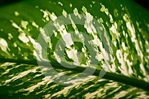 Close up shot of green leaf textured background.