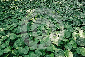 Close up shot of green leaves with small spots of sun rays