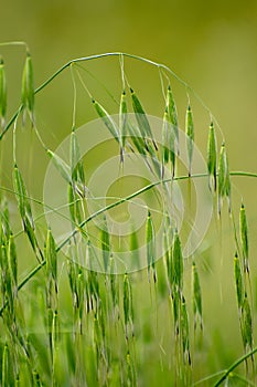 Close-up shot of Green Oat spikes