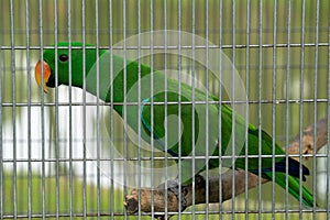 Close-up shot of a green parrot in a cage