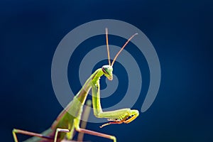 Close up shot of a Green Praying Mantis Mantid, family Mantidae, with blue background. copy space