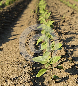 Close-up shot of green sunflower crops