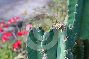 Close-up shot of green thorny cactus in a beautiful tropical forest, selectable focus.