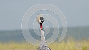 Close up shot of a Grey Crowned Crane, curious look facing the camera, funny African Wildlife in Maa
