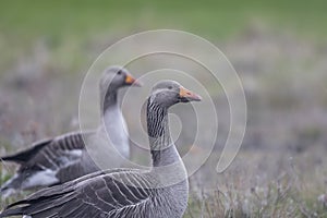 Close up shot of Greylag goose birds