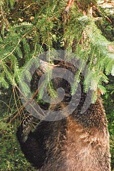 A grizzly bear portrait as it rubs its back on a small spruce tree